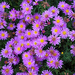 aster dumosus malva